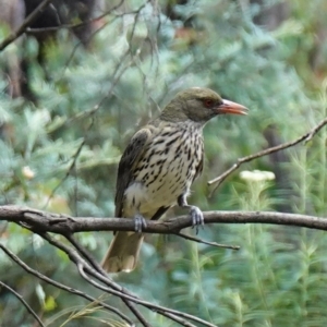 Oriolus sagittatus at Paddys River, ACT - suppressed