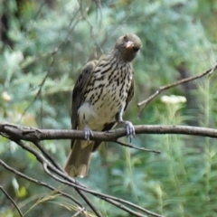 Oriolus sagittatus at Paddys River, ACT - suppressed