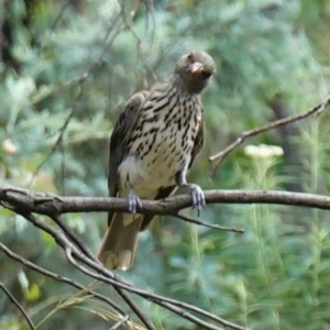 Oriolus sagittatus at Paddys River, ACT - suppressed