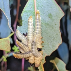 Pseudoperga sp. (genus) (Sawfly, Spitfire) at Kambah, ACT - 15 Feb 2023 by HelenCross