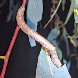 Geometridae (family) IMMATURE at Kambah, ACT - 15 Feb 2023 08:45 PM