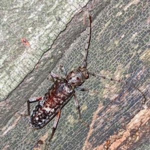 Phacodes obscurus at Kambah, ACT - 15 Feb 2023 08:18 PM