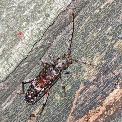 Phacodes obscurus (Longhorn Beetle) at Lions Youth Haven - Westwood Farm A.C.T. - 15 Feb 2023 by HelenCross