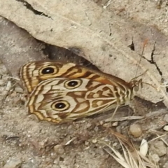 Geitoneura acantha (Ringed Xenica) at Namadgi National Park - 14 Feb 2023 by HelenCross