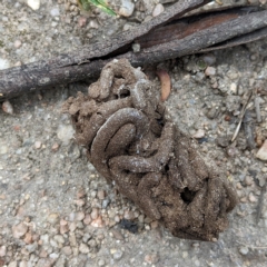 Unidentified Insect at Namadgi National Park - 14 Feb 2023 by HelenCross