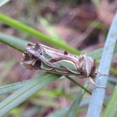 Cosmodes elegans (Green Blotched Moth) at Tuross Head, NSW - 12 Feb 2023 by HelenCross