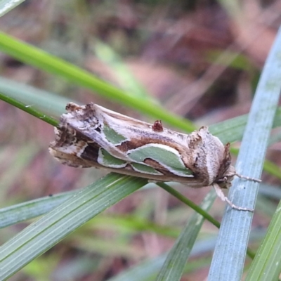 Cosmodes elegans (Green Blotched Moth) at Tuross Head, NSW - 12 Feb 2023 by HelenCross