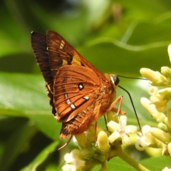 Trapezites symmomus (Splendid Ochre) at Tuross Head, NSW - 11 Feb 2023 by HelenCross