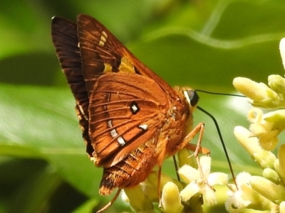 Trapezites symmomus (Splendid Ochre) at Tuross Head, NSW - 12 Feb 2023 by HelenCross