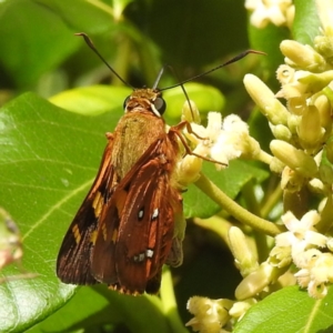 Trapezites symmomus at Tuross Head, NSW - 12 Feb 2023