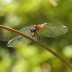 Diplacodes melanopsis (Black-faced Percher) at Tuross Head, NSW - 12 Feb 2023 by HelenCross