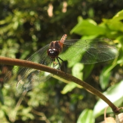 Diplacodes melanopsis at Tuross Head, NSW - 12 Feb 2023 09:04 AM