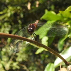 Diplacodes melanopsis at Tuross Head, NSW - 12 Feb 2023 09:04 AM