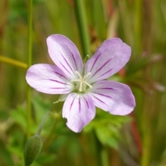 Geranium neglectum (Red-stemmed Cranesbill) at Gibraltar Pines - 7 Feb 2023 by RobG1