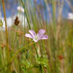 Geranium neglectum at Paddys River, ACT - suppressed