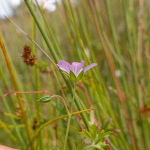 Geranium neglectum at Paddys River, ACT - suppressed