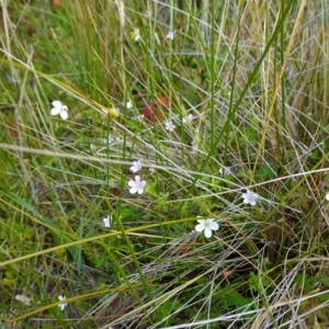 Geranium neglectum at Paddys River, ACT - suppressed