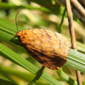 Cyme structa at Tuross Head, NSW - 12 Feb 2023 10:03 AM