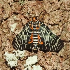 Unidentified Pyralid or Snout Moth (Pyralidae & Crambidae) at Tuross Head, NSW - 11 Feb 2023 by HelenCross