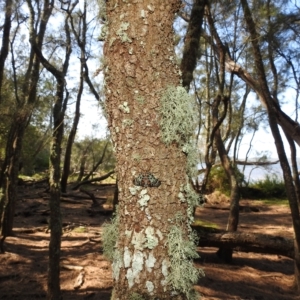 Cardamyla carinentalis at Tuross Head, NSW - 12 Feb 2023 10:10 AM