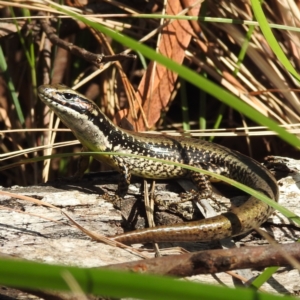 Eulamprus heatwolei at Tuross Head, NSW - 12 Feb 2023 10:28 AM