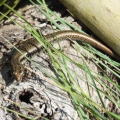 Eulamprus heatwolei at Tuross Head, NSW - 12 Feb 2023 10:28 AM