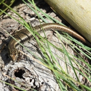 Eulamprus heatwolei at Tuross Head, NSW - 12 Feb 2023 10:28 AM