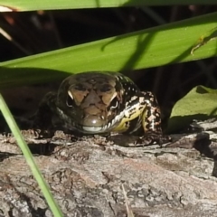 Eulamprus heatwolei at Tuross Head, NSW - 12 Feb 2023 10:28 AM