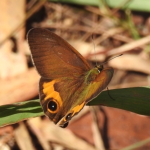 Hypocysta metirius at Tuross Head, NSW - 12 Feb 2023