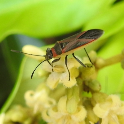 Arocatus rusticus (Swan Plant Seed Bug) at Tuross Head, NSW - 12 Feb 2023 by HelenCross