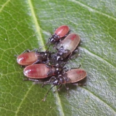 Arocatus rusticus at Tuross Head, NSW - 12 Feb 2023 10:50 AM