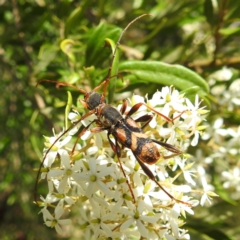 Aridaeus thoracicus (Tiger Longicorn Beetle) at Tuross Head, NSW - 12 Feb 2023 by HelenCross