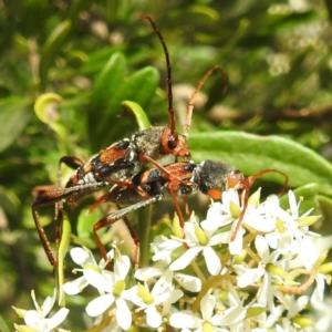 Aridaeus thoracicus at Tuross Head, NSW - 12 Feb 2023