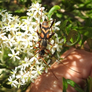 Aridaeus thoracicus at Tuross Head, NSW - 12 Feb 2023