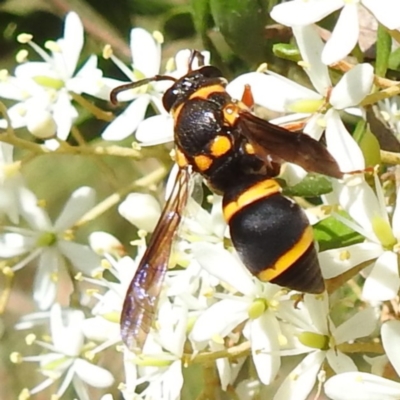 Unidentified Wasp (Hymenoptera, Apocrita) at Tuross Head, NSW - 12 Feb 2023 by HelenCross