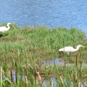 Ardea plumifera at Fyshwick, ACT - 15 Feb 2023