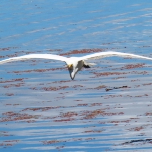 Ardea plumifera at Fyshwick, ACT - 15 Feb 2023