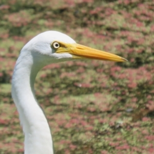 Ardea plumifera at Fyshwick, ACT - 15 Feb 2023