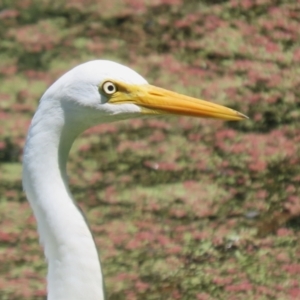 Ardea intermedia at Fyshwick, ACT - 15 Feb 2023