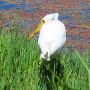 Ardea intermedia at Fyshwick, ACT - 15 Feb 2023