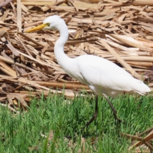 Ardea plumifera at Fyshwick, ACT - 15 Feb 2023