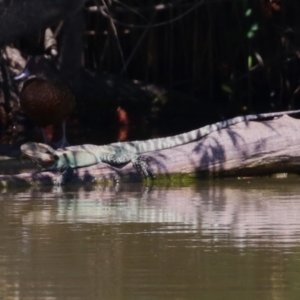 Intellagama lesueurii howittii at Fyshwick, ACT - 15 Feb 2023