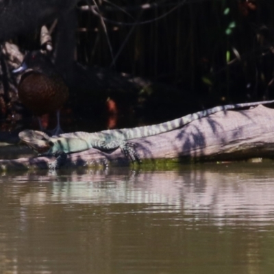 Intellagama lesueurii howittii (Gippsland Water Dragon) at Fyshwick, ACT - 15 Feb 2023 by RodDeb