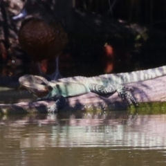 Intellagama lesueurii howittii at Fyshwick, ACT - 15 Feb 2023