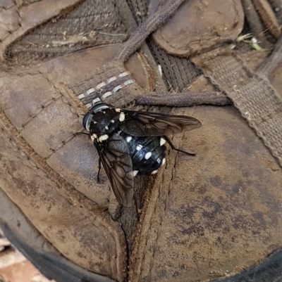 Triclista guttata (March fly) at Wingecarribee Local Government Area - 14 Feb 2023 by Aussiegall
