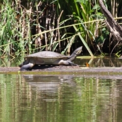 Emydura macquarii (Macquarie Turtle) at Jerrabomberra Wetlands - 15 Feb 2023 by RodDeb