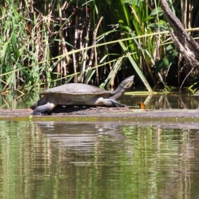 Emydura macquarii (Macquarie Turtle) at Jerrabomberra Wetlands - 15 Feb 2023 by RodDeb