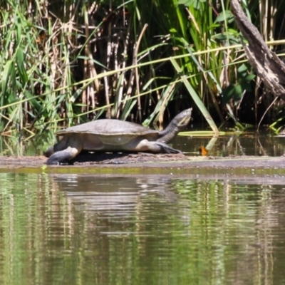 Emydura macquarii (Macquarie Turtle) - 15 Feb 2023 by RodDeb