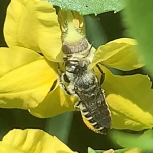 Megachile (Eutricharaea) serricauda at Dulwich Hill, NSW - suppressed