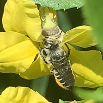 Megachile (Eutricharaea) serricauda (Leafcutter bee, Megachilid bee) at Dulwich Hill, NSW - 5 Feb 2023 by JudeWright